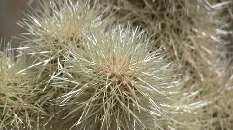 Cholla cacti in Joshua Tree National Park, California Stock Footage 8753445