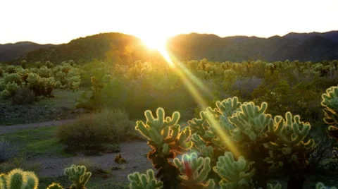 Cholla Cacti at sunset Stock Footage 7735288