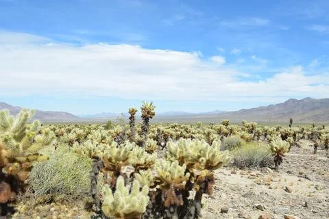 Cholla Cacti Thrive Under the Bright Desert Sun in Arid Landscape Foto stock