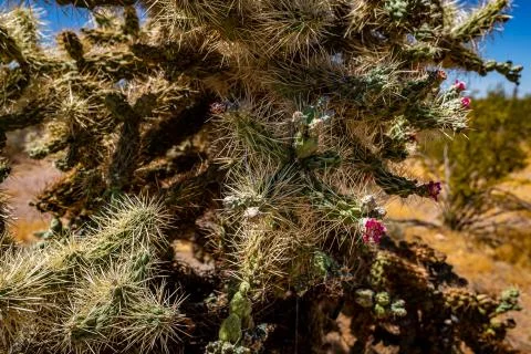 Cholla Cactus along the Apache Trail Stock Photos