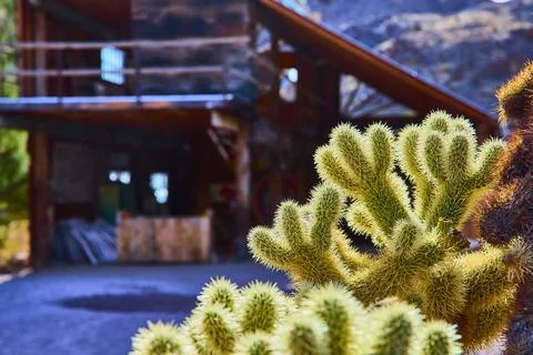 Cholla Cactus and Rustic Cabin in Nelson Nevada Eye Level Perspective Stock Photos