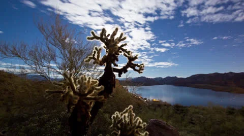 Cholla Cactus Astro Timelapse Stock-Footage 24110988