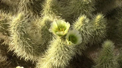 Cholla Cactus in Bloom. Lost Dutchman State Park, Apache Junction,  Arizona Stock Footage 49101423