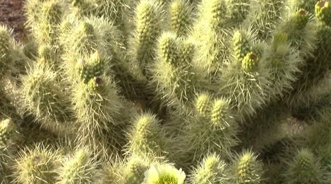 Cholla Cactus Bloom zoom out and Saguaro Cacti Stock Footage 48912825