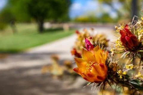 Cholla cactus blooming in the spring 库存照片