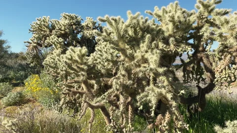 Cholla cactus close-up at spring at southern Arizona Stock Footage 212784639