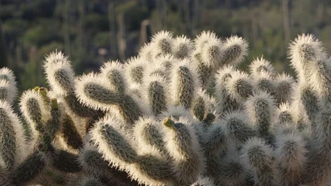 Cholla cactus close-up with sunset backlight Stock Footage 212701925