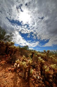 Cholla Cactus with Clouds and Sun Stock-Fotos