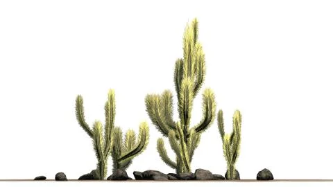 Cholla Cactus cluster -  isolated on white background Stockillustratie