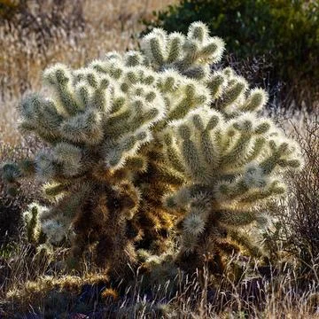 Cholla Cactus on a Dark Backdrop: 2023 Goldfield and Lost Dutchman Stock Photos