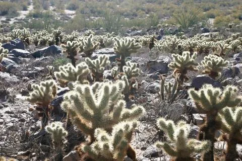 Cholla cactus in desert Stock Photos