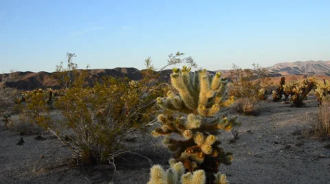 Cholla Cactus Stock Footage 32235904