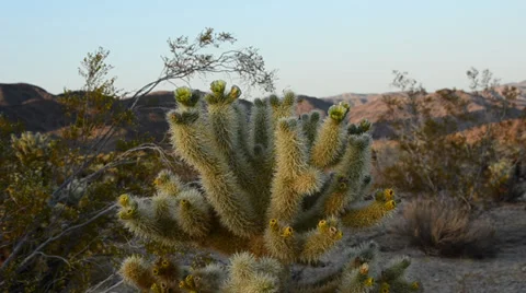 Cholla Cactus Stock Footage 32235913