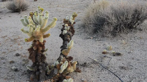 Cholla Cactus Stock Footage 32236125