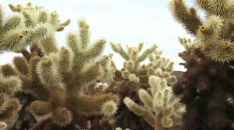 Cholla Cactus Video stock 33956246