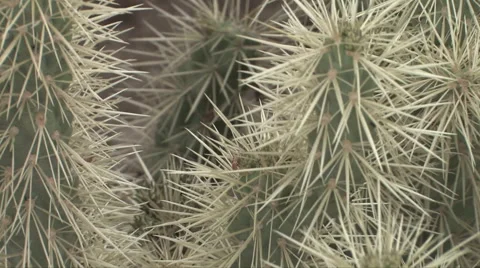 Cholla Cactus 스톡 동영상 55084146