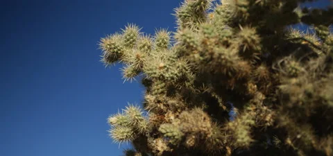 Cholla Cactus Stock Footage 136285393