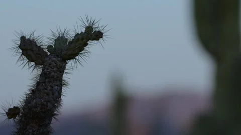 Cholla Cactus Stock Footage 273726308