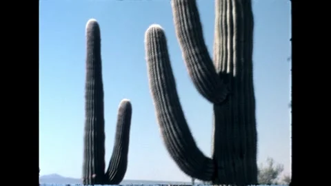 Cholla Cactus Stock Footage 276290459
