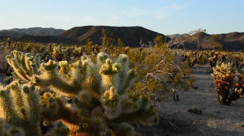 Cholla Cactus Garden  Stock Footage 32235516