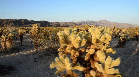 Cholla Cactus Garden  Stock Footage 32235671