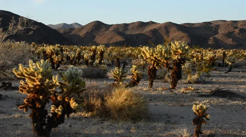 Cholla Cactus Garden  Stock Footage 32235781