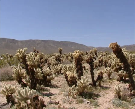 Cholla cactus garden in Joshua Tree National Park, Pinto Basin + pan landscape Stock Footage 40201547