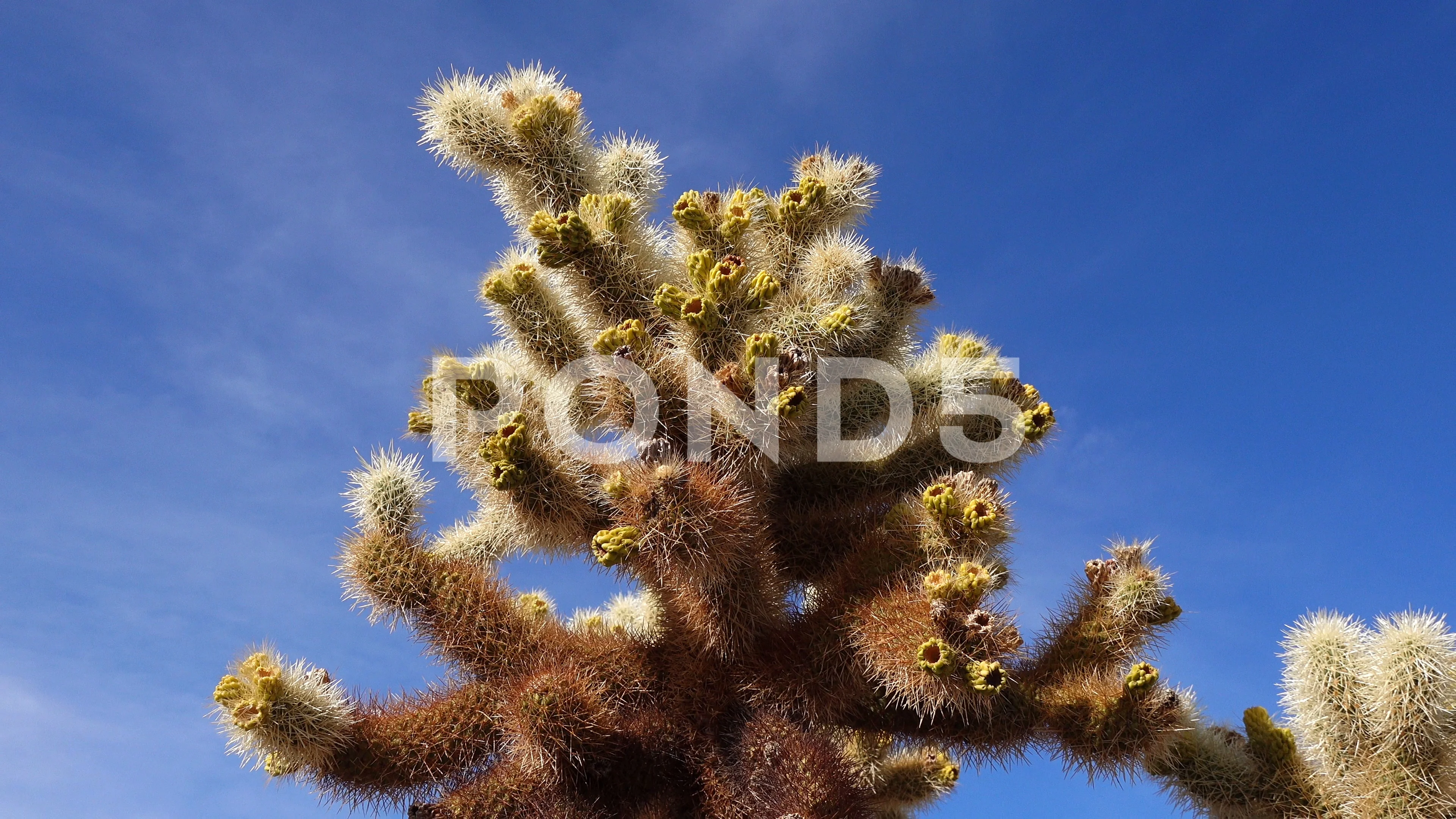 Jumping Cholla Stock Video Footage Royalty Free Jumping Cholla Videos Pond5