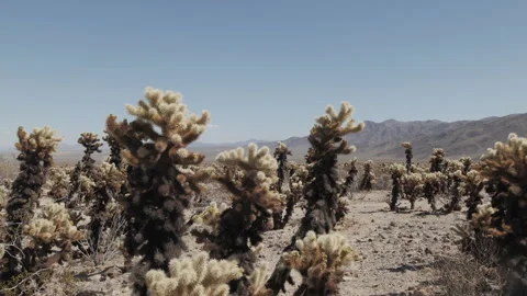 Cholla Cactus Garden Joshua Tree National Park, California Desert Plants Stock Footage 335460846