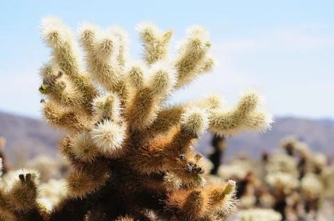 Cholla Cactus Garden Stock Photos
