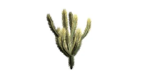 Cholla Cactus -  isolated on white background Stock Illustration