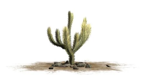 Cholla Cactus -  isolated on white background Stockillustratie