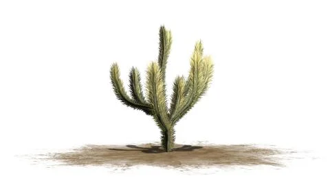 Cholla Cactus -  isolated on white background Stockillustratie