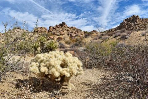 Cholla Cactus in Joshua Tree National Park Stock Photos