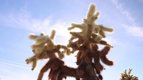 Cholla Cactus Low Angle View Directly Into Sun Lens Flare Vídeo Stock 148402485