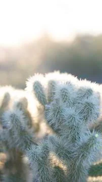 Cholla Cactus 스톡 사진