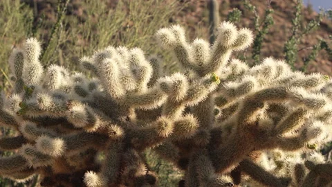 Cholla cactus semi close-up Stock Footage 212699368