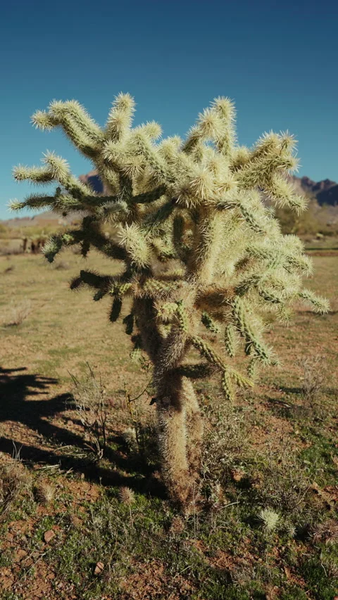 Cholla cactus in Sonoran Desert with mountain behind vertical Video stock 347967935