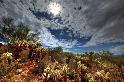Cholla Cactus, Sun Behind Clouds, Teddy Bear Cholla, Torch Cactus Blooms Stock Photos
