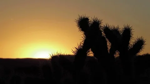 Cholla Cactus at sunset view near Kingman Arizona in the Mojave desert Video stock 80625924