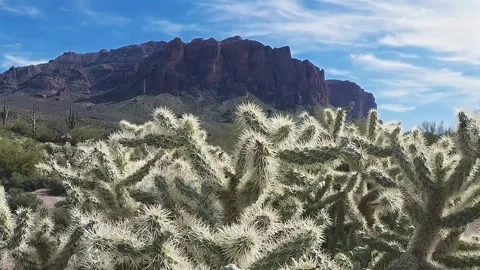 Cholla Cactus Tilt To Superstition Mountain- Apache Junction AZ 4K Video stock 313100826