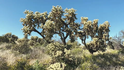 Cholla cactus trees against a blue sky, Stock Footage 212775582