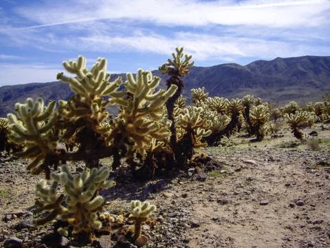 Cholla forest Foto stock