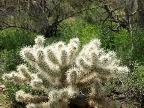 Cholla jumping cactus closeup of single plant Stock Photos