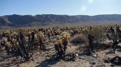 Cholla Landscape Jib with Mountain Range in Desert Stock Footage 36921747