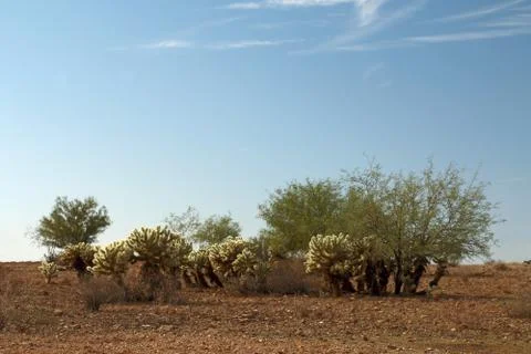 Cholla Patch with Mesquite Stock Photos
