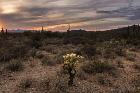 Cholla Stock Photos