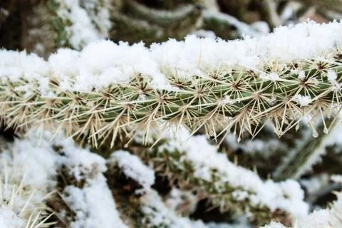 Cholla with snow Foto stock