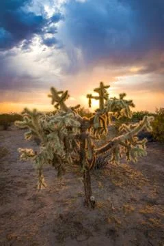Cholla Sunset Stock Photos