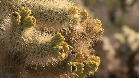 Chollo cactus Video stock 919998